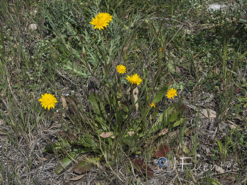 Hypochaeris salzmanniana.02