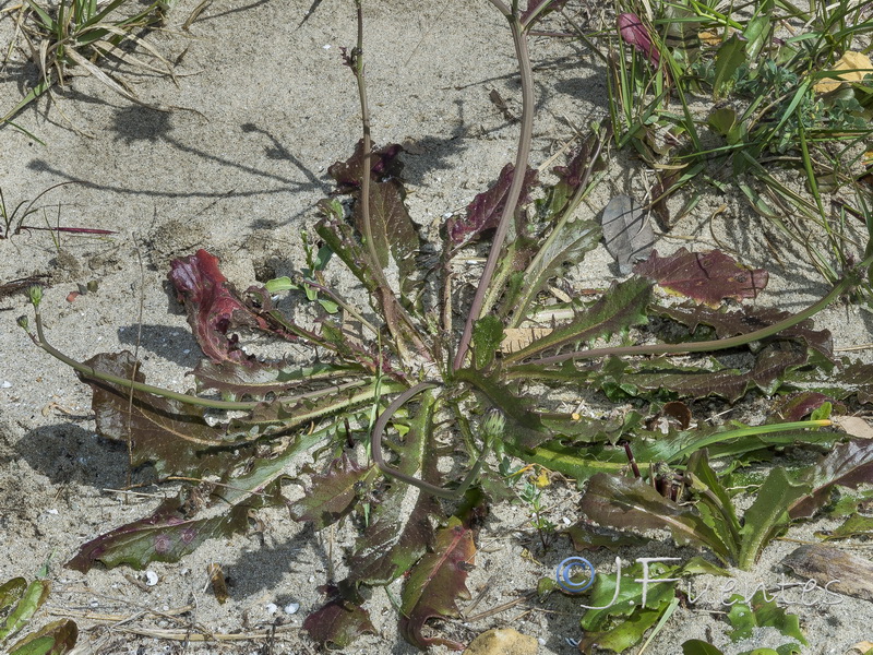 Hypochaeris salzmanniana.03