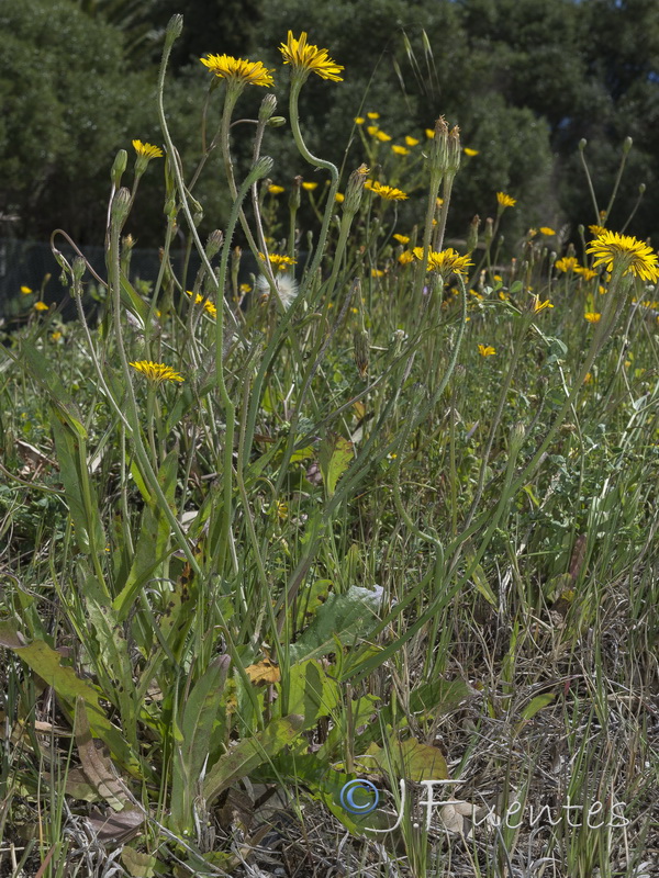 Hypochaeris salzmanniana.04