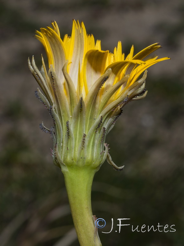 Hypochaeris salzmanniana.05