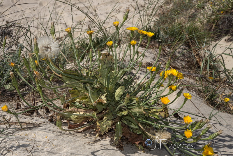 Hypochaeris salzmanniana.06