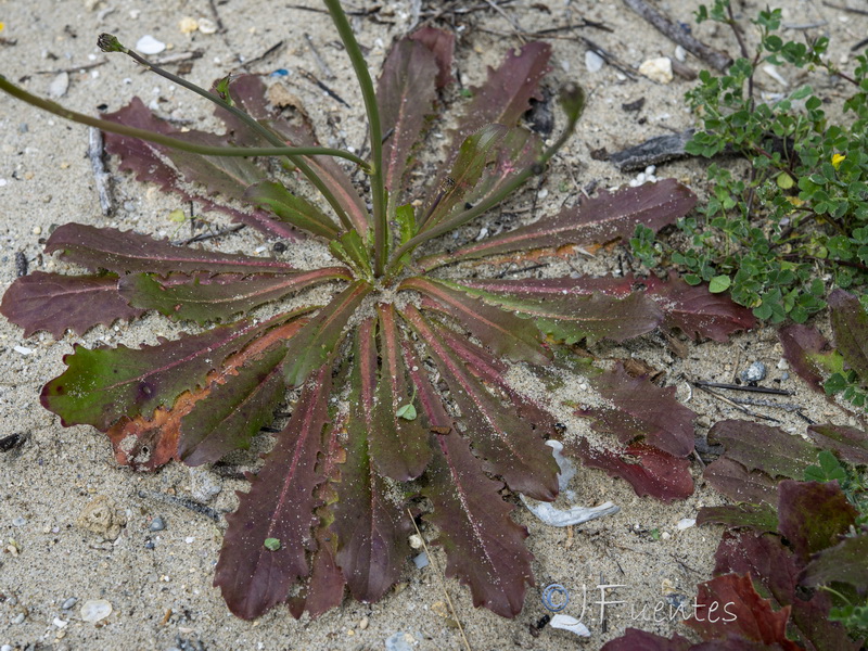 Hypochaeris salzmanniana.07