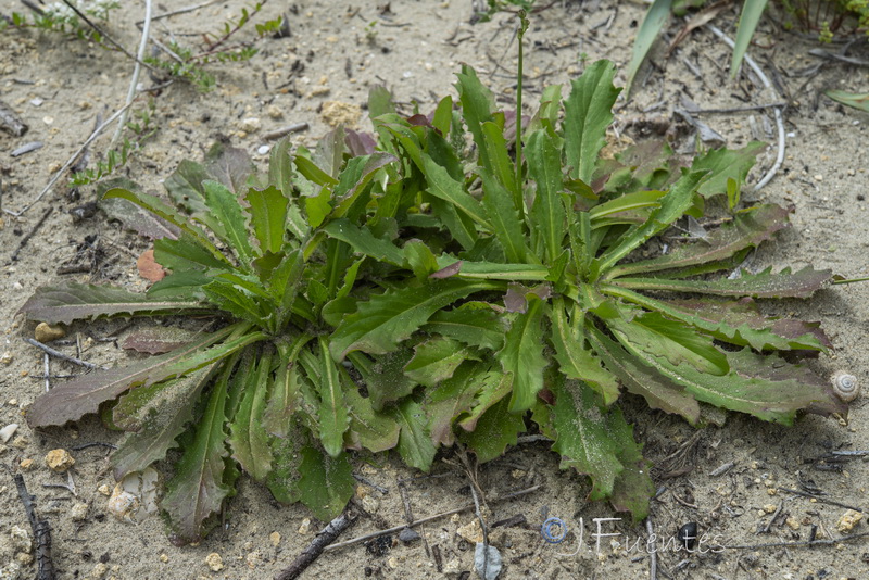 Hypochaeris salzmanniana.03