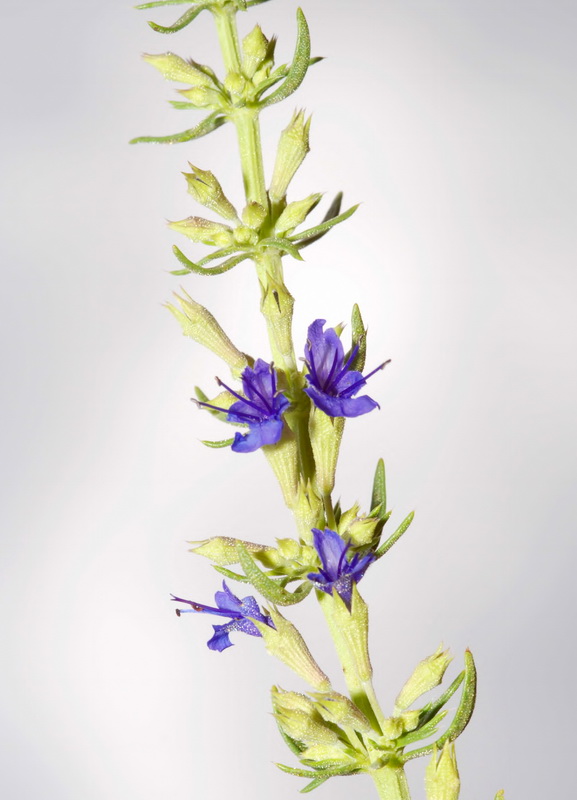 Hyssopus officinalis pilifer.06