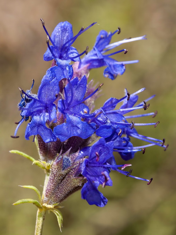 Hyssopus officinalis pilifer.12