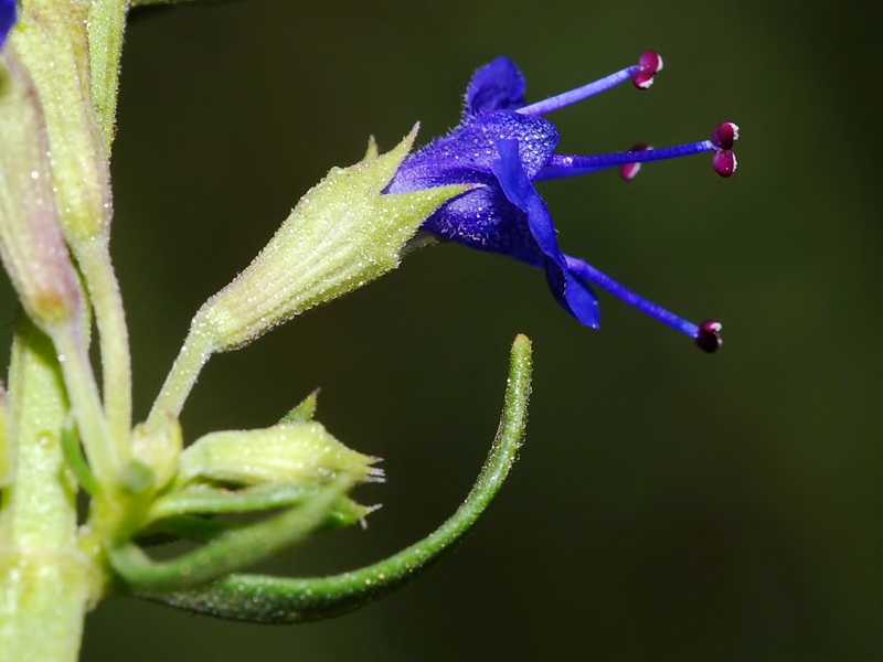 Hyssopus officinalis pilifer.16