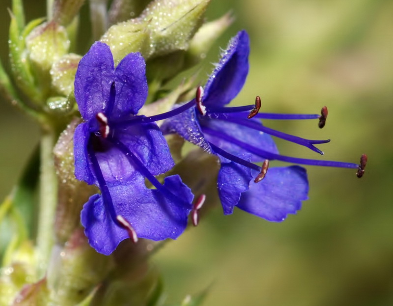 Hyssopus officinalis pilifer.20