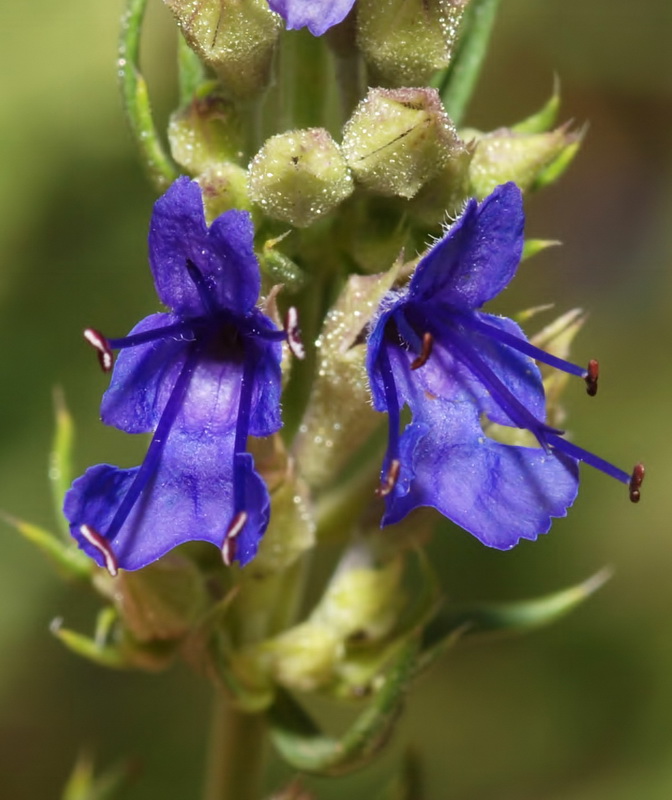 Hyssopus officinalis pilifer.22