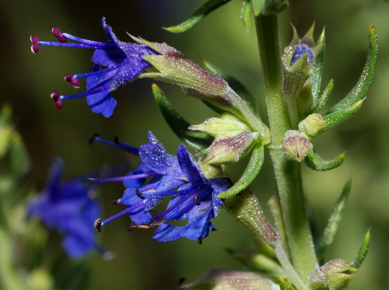 Hyssopus officinalis pilifer.23