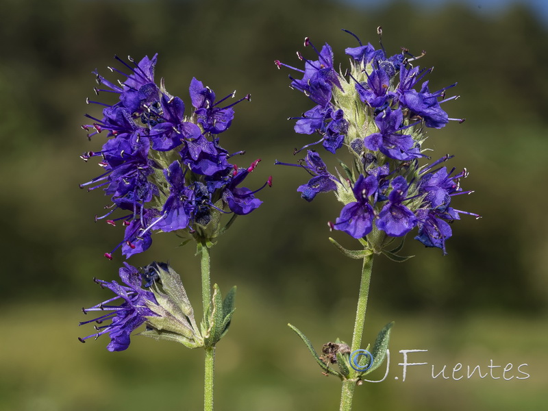 Hyssopus officinalis pilifer.33