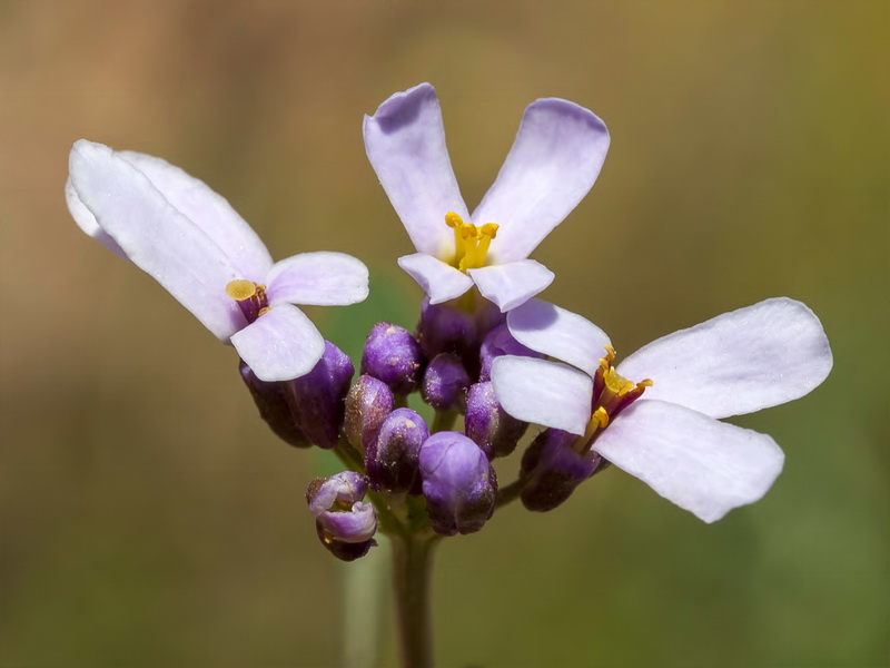 Iberis carnosa embergeri.06