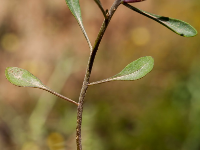 Iberis carnosa embergeri.08 1