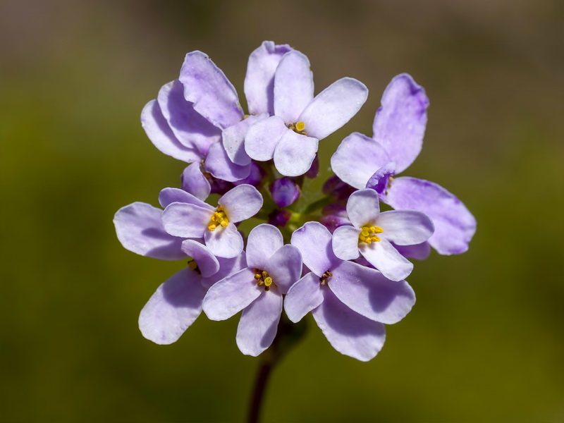 Iberis carnosa embergeri.10