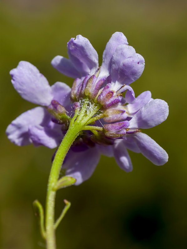 Iberis carnosa embergeri.11