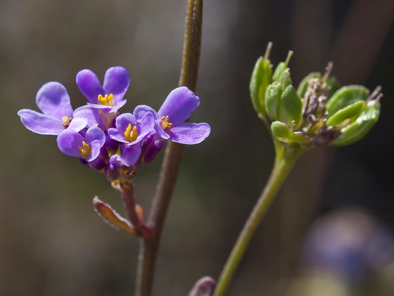 Iberis carnosa embergeri.12