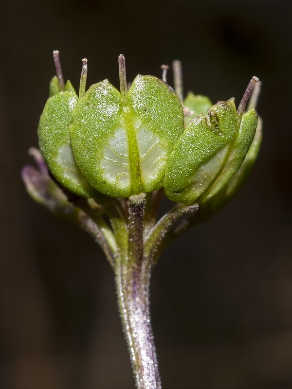 Iberis carnosa embergeri.13