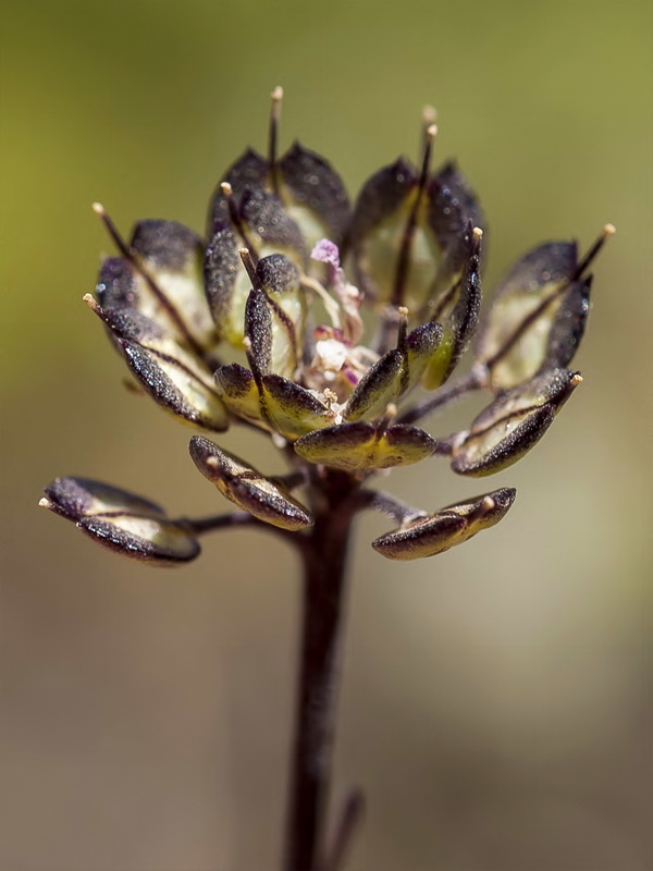 Iberis carnosa embergeri.14