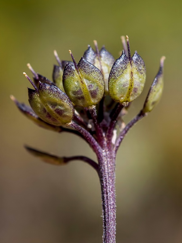 Iberis carnosa embergeri.15