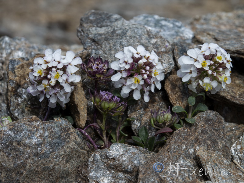 Iberis carnosa embergeri.03