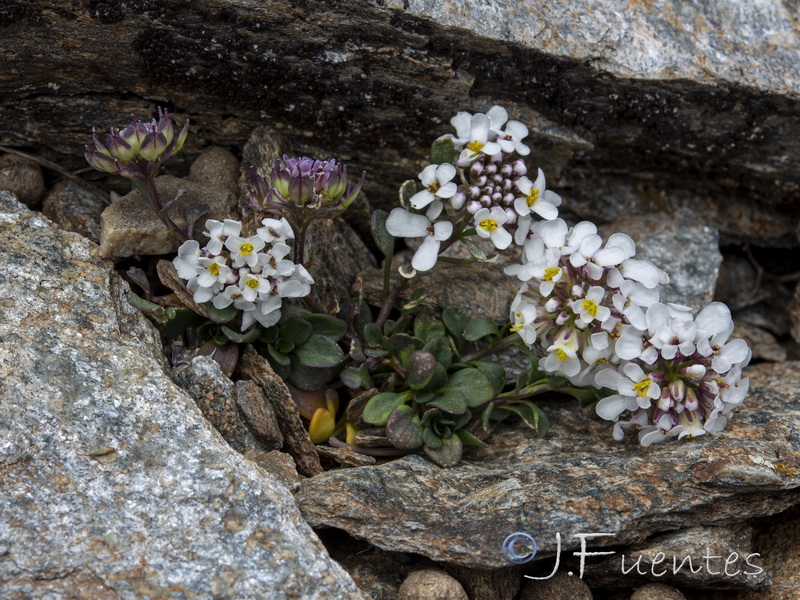 Iberis carnosa embergeri.04