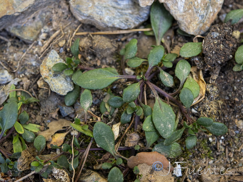 Iberis carnosa embergeri.06 1