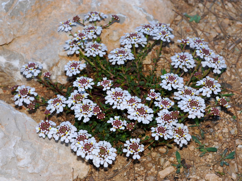 Iberis carnosa granatensis.01