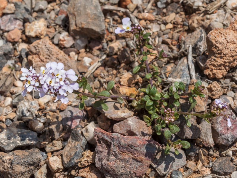 Iberis carnosa granatensis.02