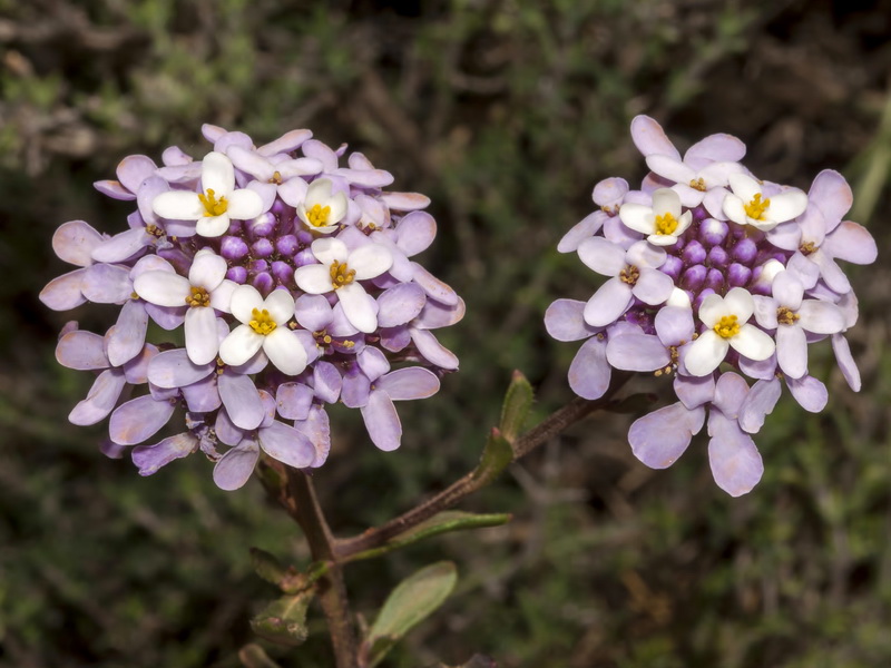 Iberis carnosa granatensis.17