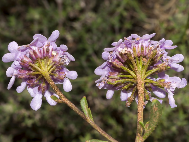 Iberis carnosa granatensis.31