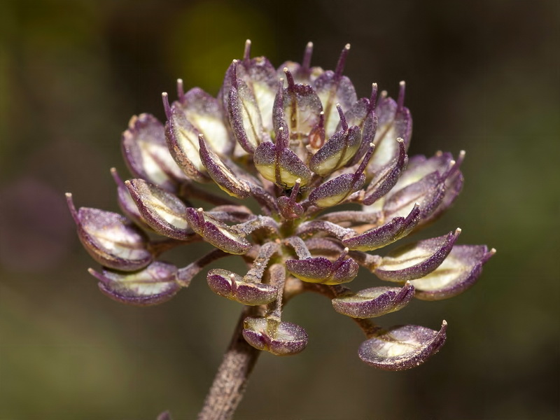 Iberis carnosa granatensis.33