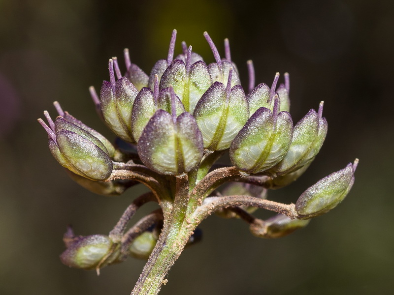 Iberis carnosa granatensis.34