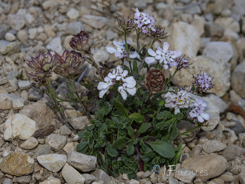 Iberis carnosa granatensis.63