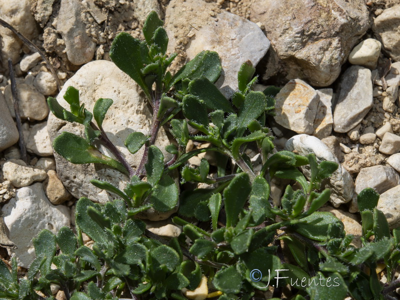 Iberis carnosa granatensis.66