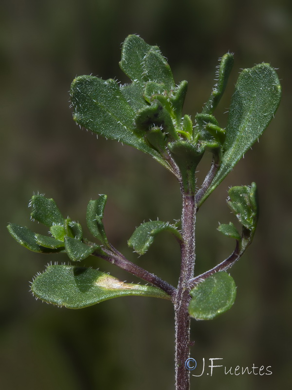 Iberis carnosa lagascana.03