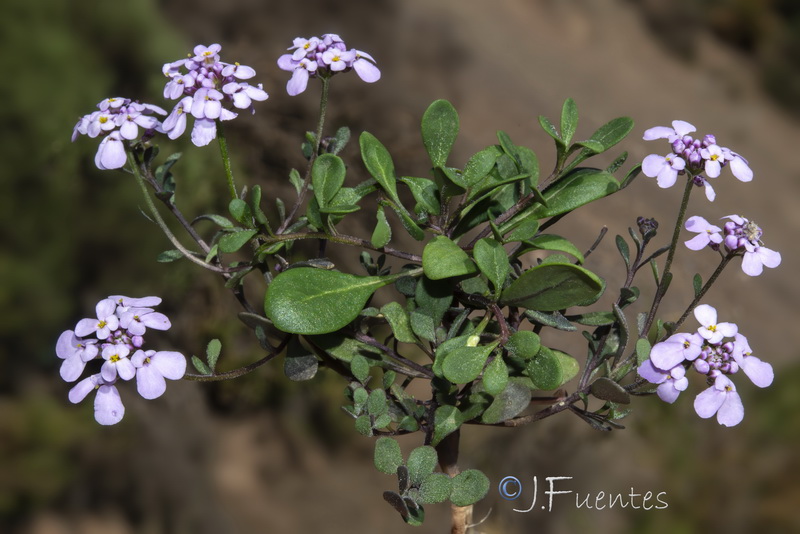 Iberis carnosa granatensis.70