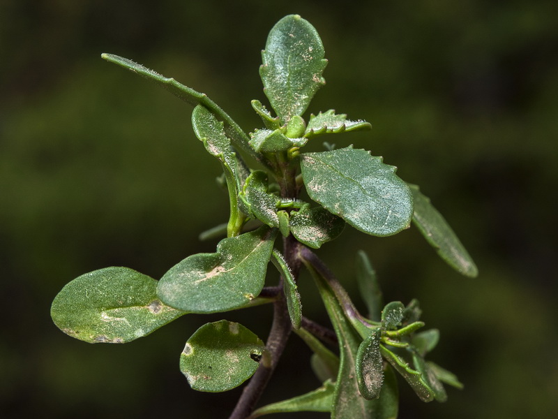 Iberis carnosa lagascana.03