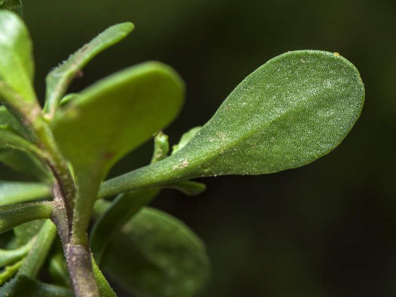 Iberis carnosa lagascana.06