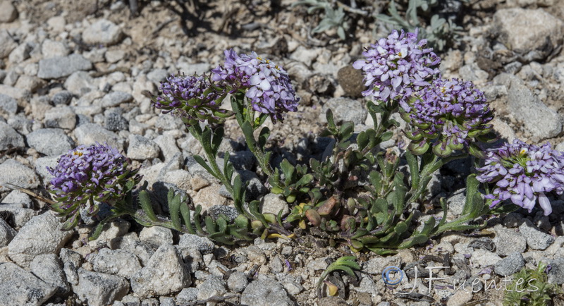 Iberis carnosa lagascana.01