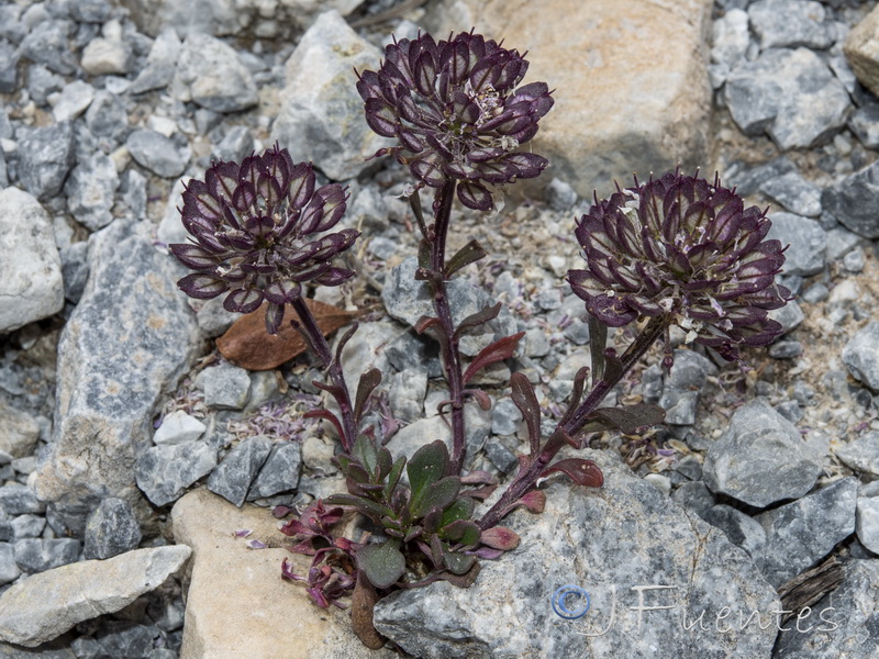Iberis carnosa lagascana.20