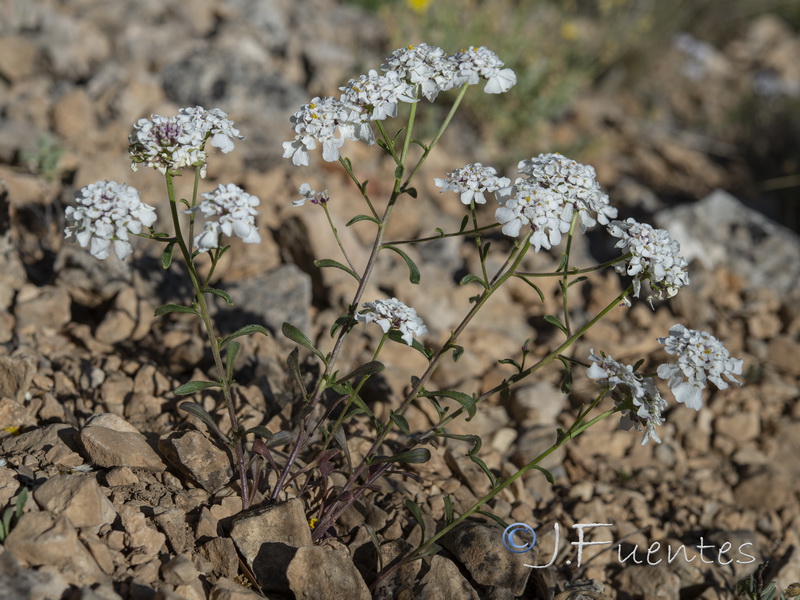 Iberis ciliata ciliata.01