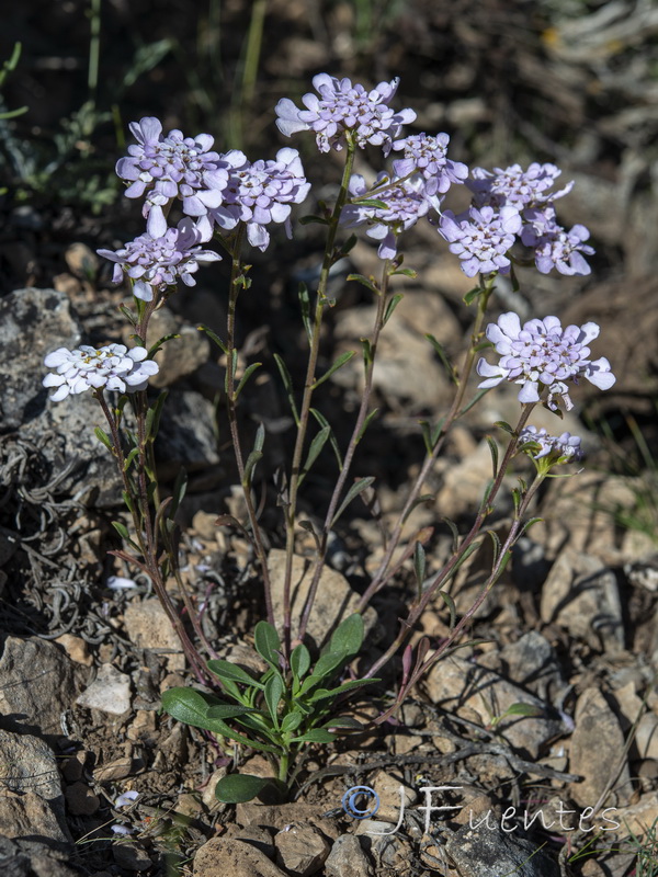 Iberis ciliata ciliata.02