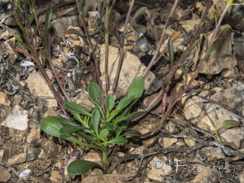 Iberis ciliata ciliata.03