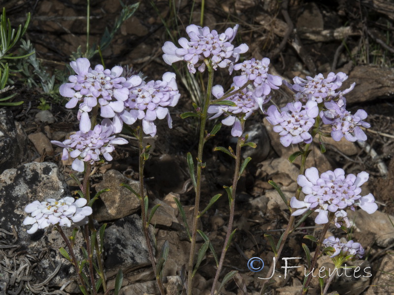 Iberis ciliata ciliata.05