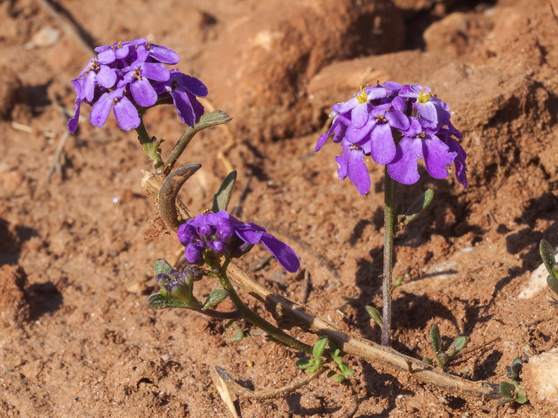 Iberis ciliata contracta.01