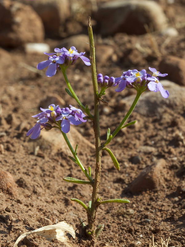 Iberis ciliata contracta.03