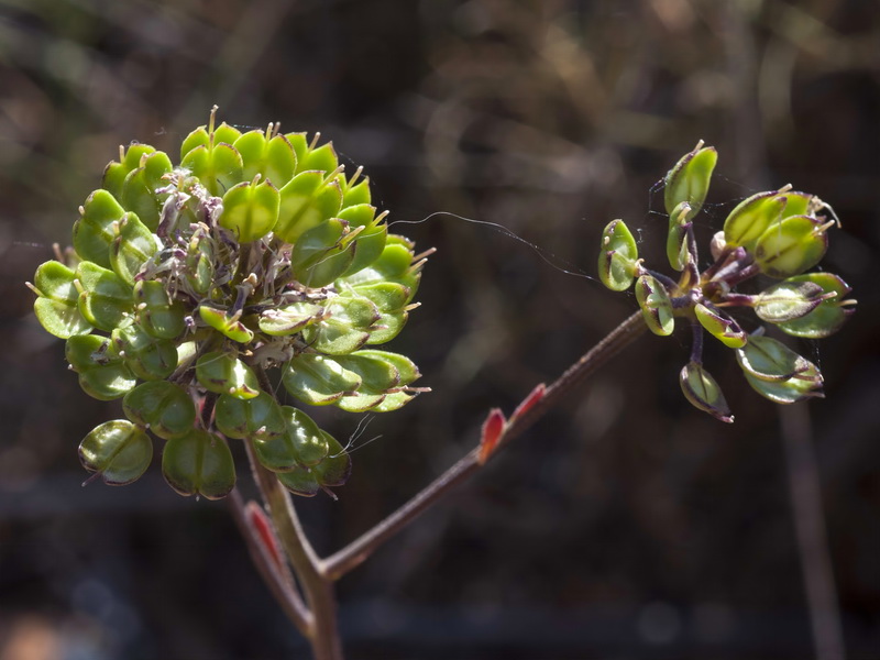 Iberis ciliata contracta.06