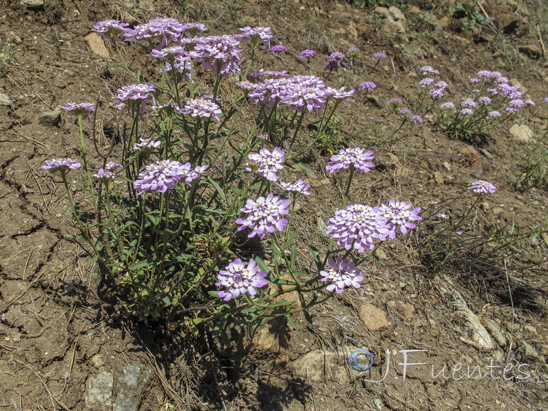 Iberis ciliata contracta.09