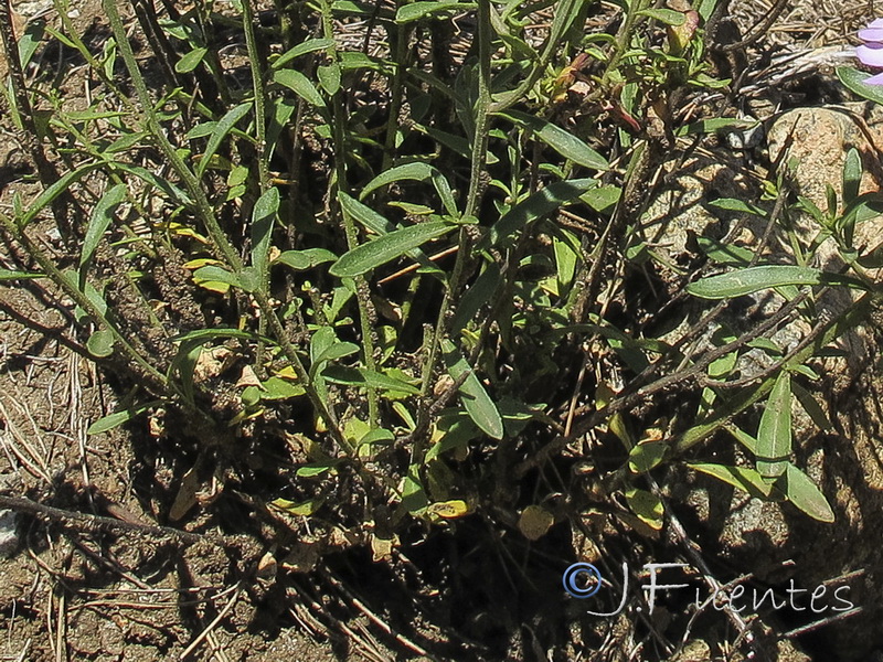 Iberis ciliata contracta.10