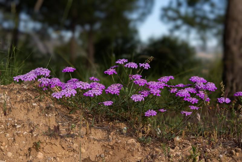 Iberis ciliata contracta.01