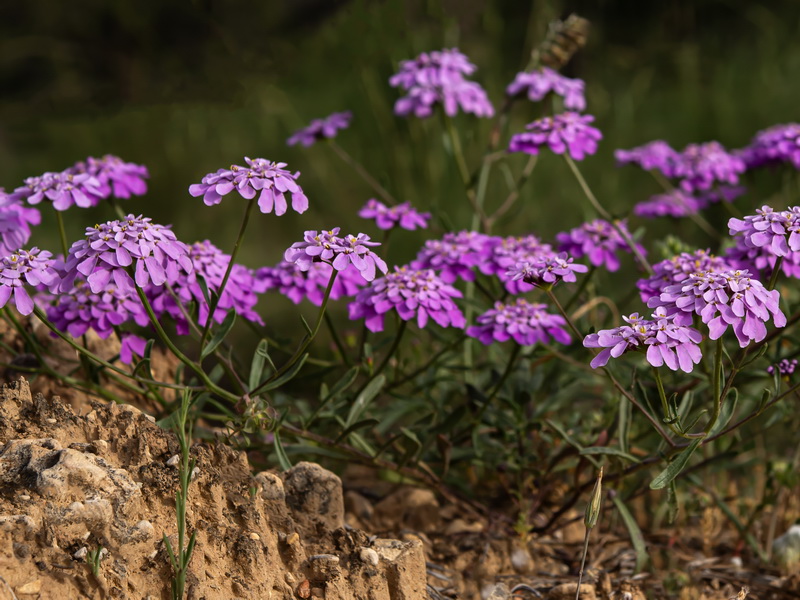 Iberis ciliata contracta.09